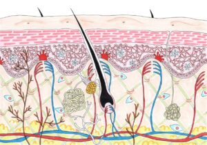 サブシジョンの治療が向かない人のお肌とは
