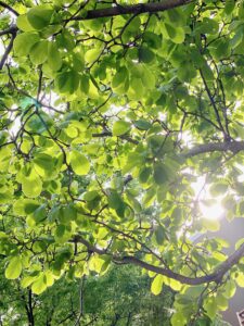 春から初夏にかけてはクレーターが1番ひどくなってしまう季節