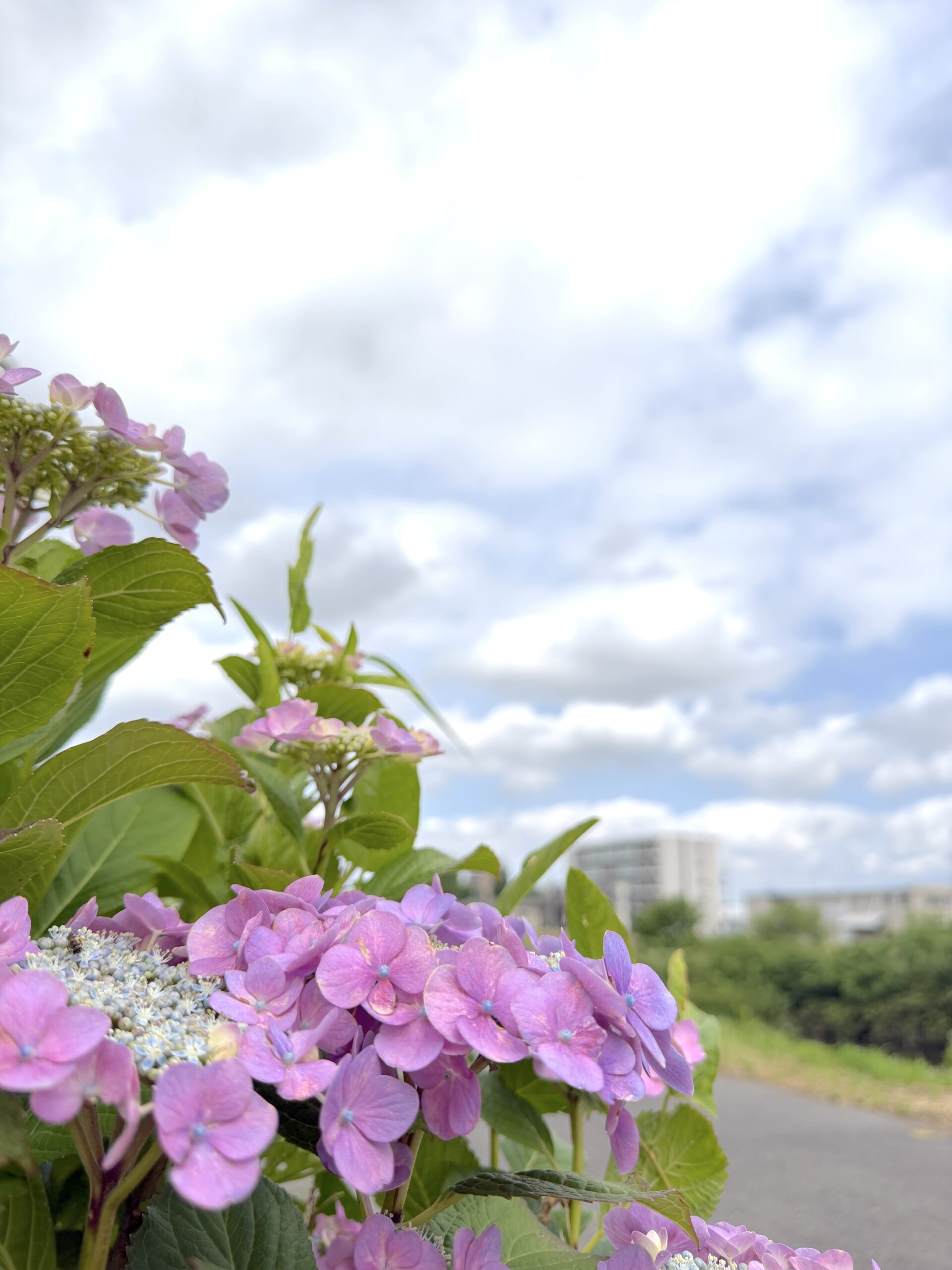 鴨居の鶴見川沿い紫陽花がたくさん咲いています
